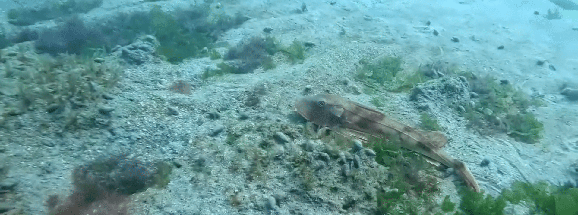 Imagini spectaculoase cu o rândunică de mare, filmată lângă Cazinoul din Constanța