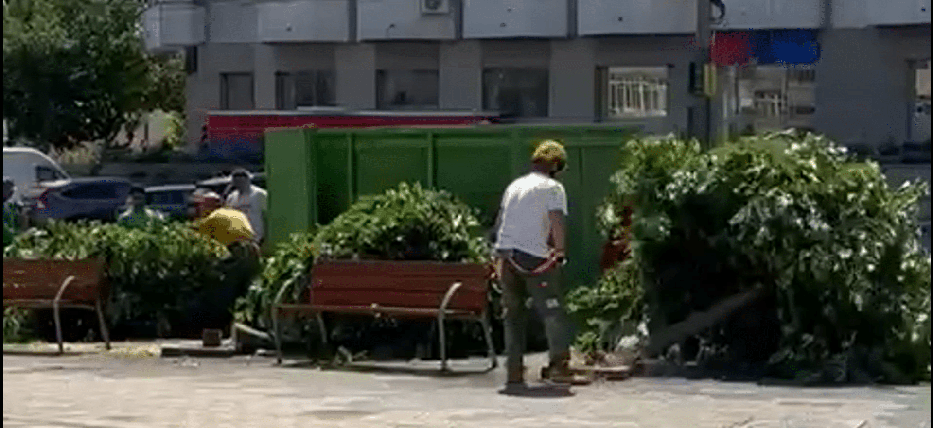 „Operațiunea drujba” revine în Constanța: Duzi tăiați de pe bulevardul Tomis