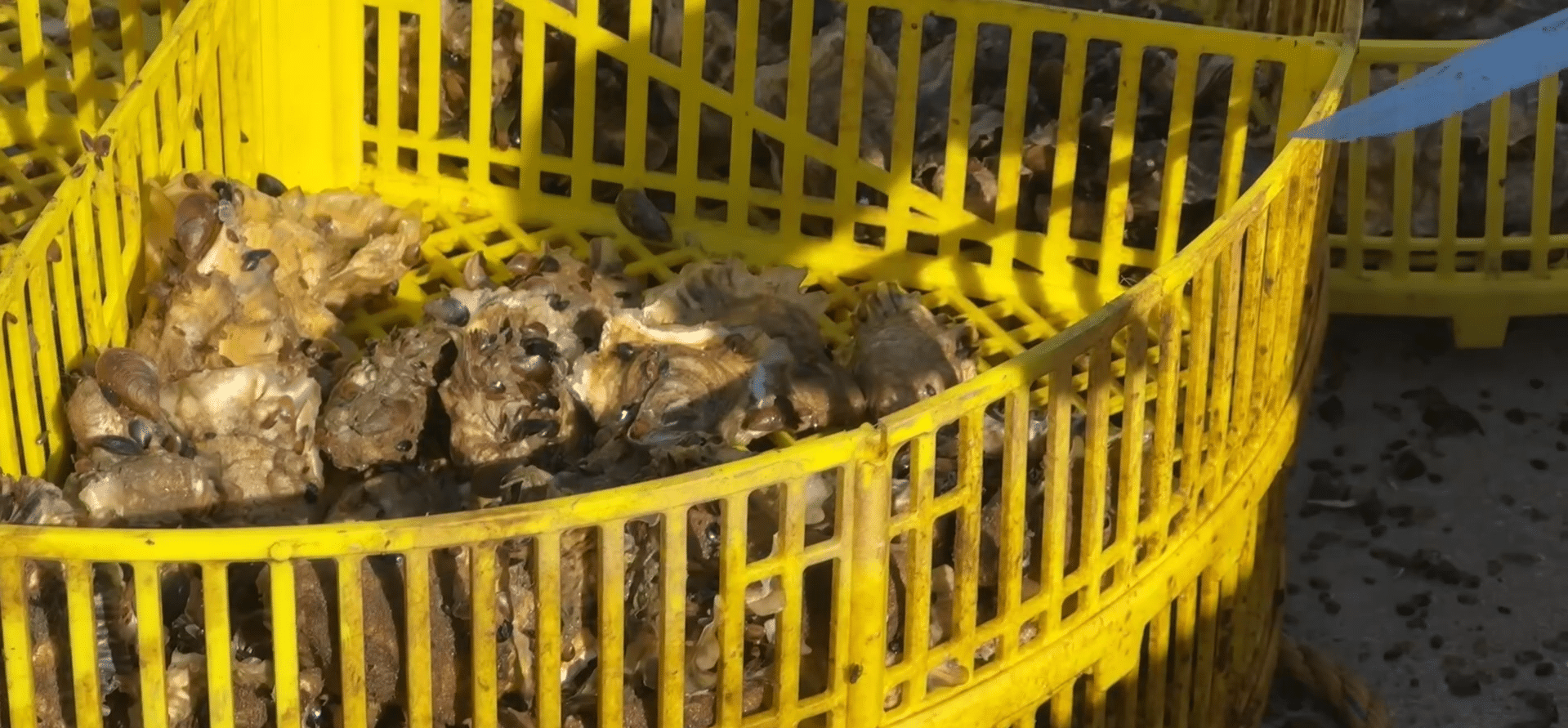 Stridiile japoneze cuceresc Marea Neagră: o șansă pentru acvacultura românească