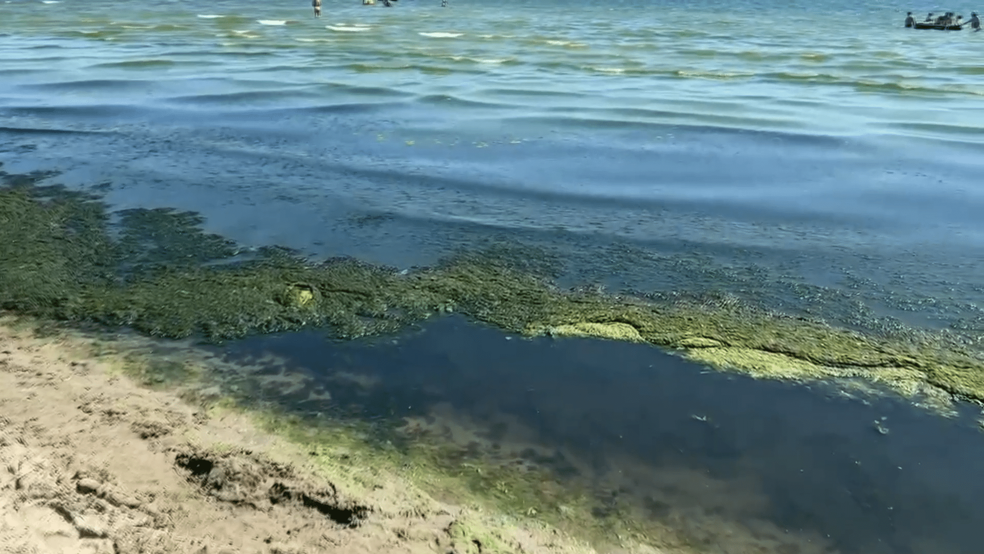 Alge la mal în stațiunea Mamaia