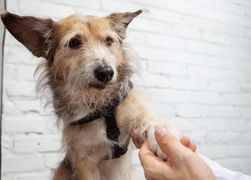 Un câine microcipat și sterilizat este un câine protejat! Ce trebuie să știe toți proprietarii