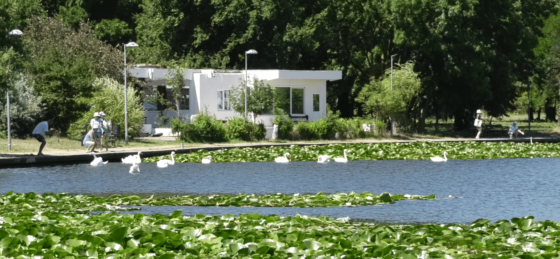 Lacul cu nuferi și lebede, o oază de liniște în inima stațiunii Neptun