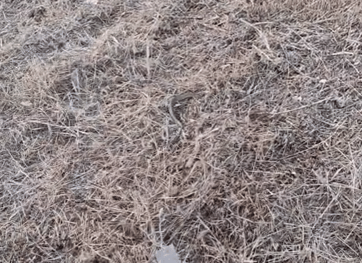 VIDEO. Jandarmii din Constanța la datorie în Lumina: șarpe prins și eliberat în habitatul natural