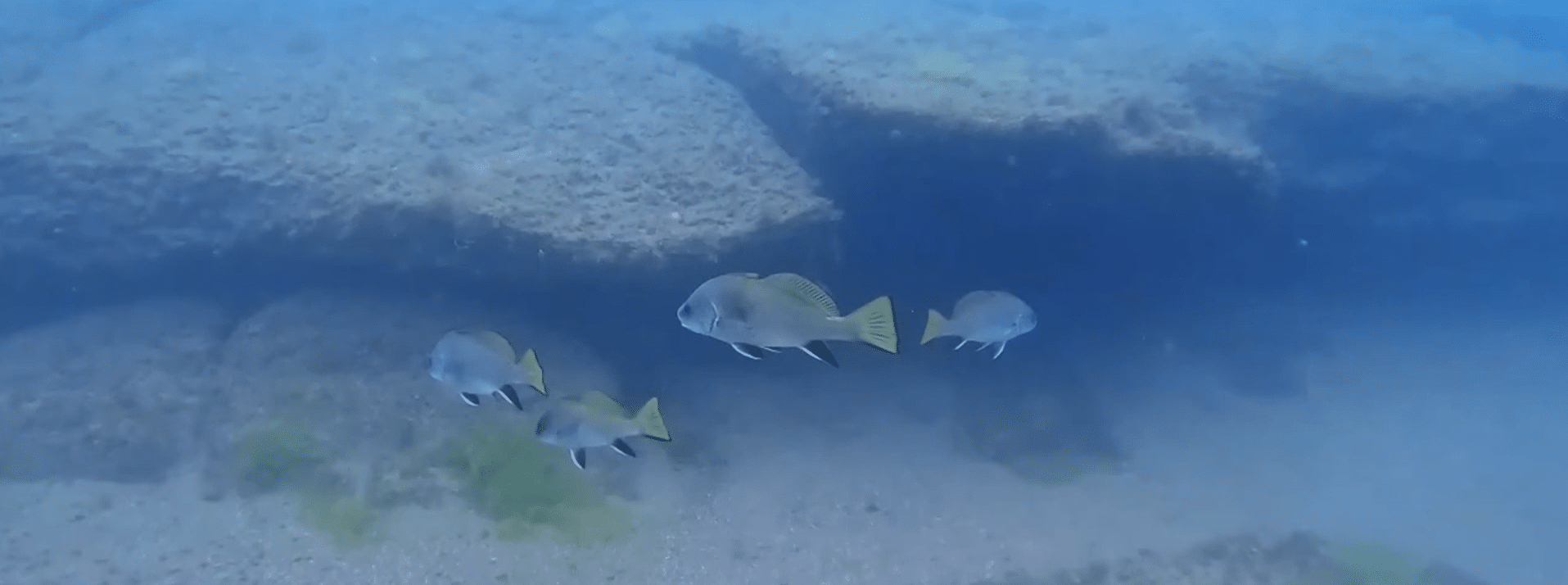 Imagini rare din Marea Neagră: corbi de mare și un calcan uriaș surprinși sub apă, chiar lângă Cazinoul din Constanța