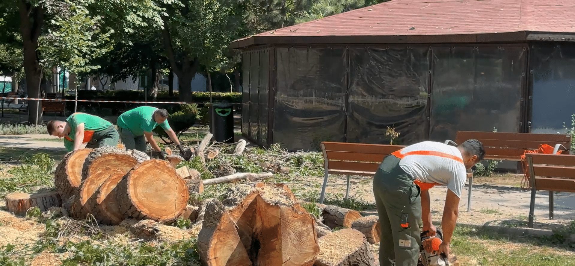 Noi tăieri de copaci în Constanța: Cinci arbori doborâți în Parcul Tomis 2