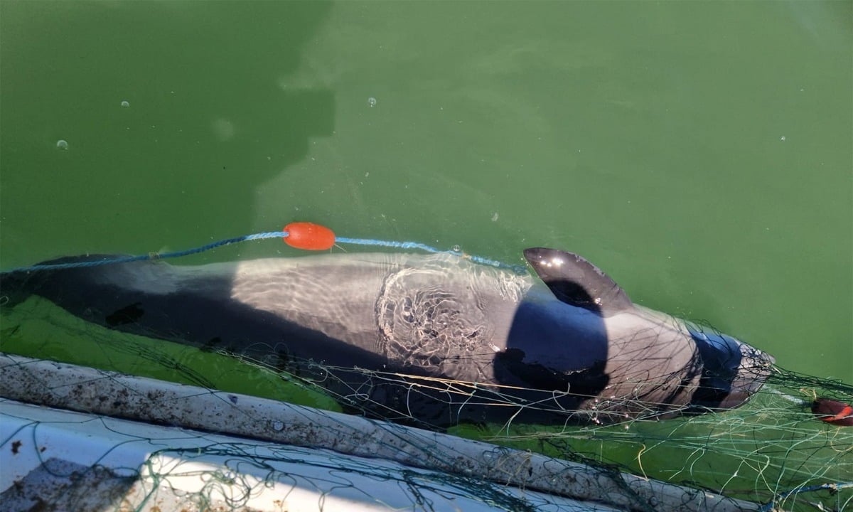 VIDEO: Captură spectaculoasă în Marea Neagră: opt sturioni și un delfin, eliberați de polițiștii de frontieră tulceni