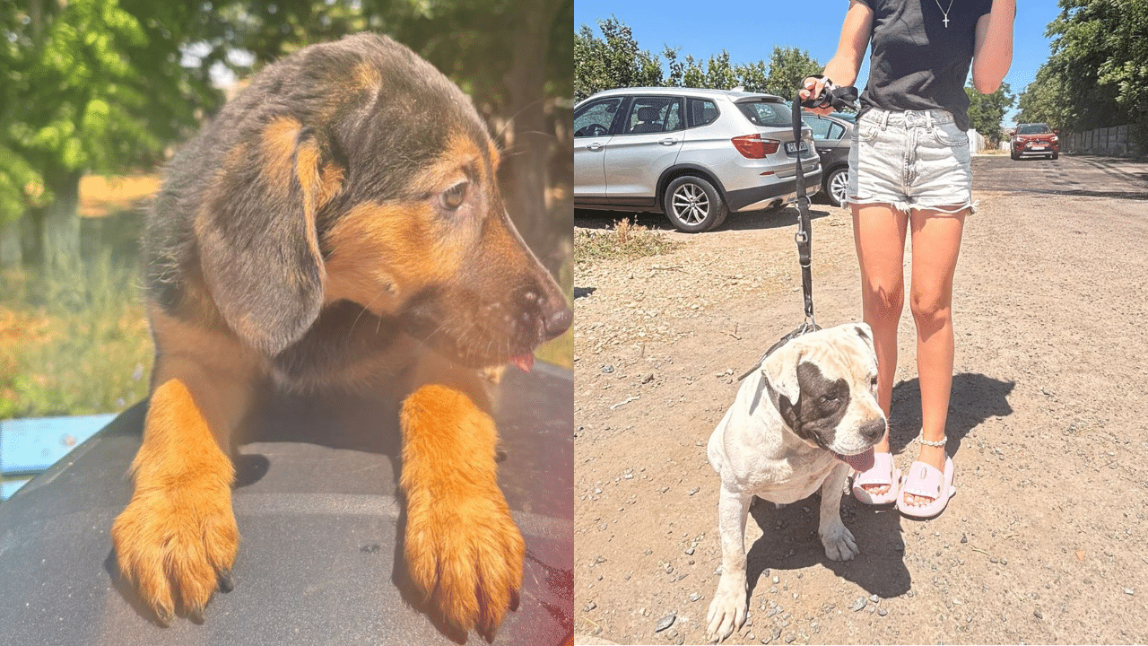 Lulu și Yoyo și-au găsit familii. Alți căței din adăpostul Constanța încă își așteaptă șansa
