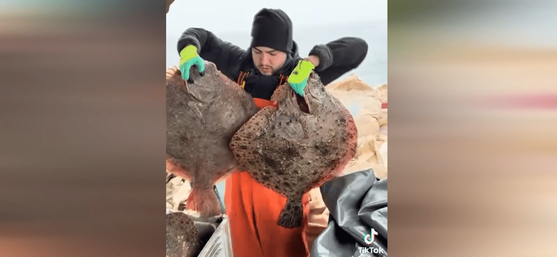 Captură uriașă în Marea Neagră: Calcani giganți pescuiți aproape de țărmul românesc