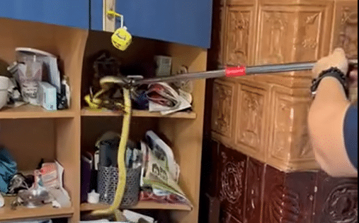VIDEO: Șarpe de stepă găsit într-o locuință din Cumpăna, salvat de jandarmi și eliberat în mediu natural