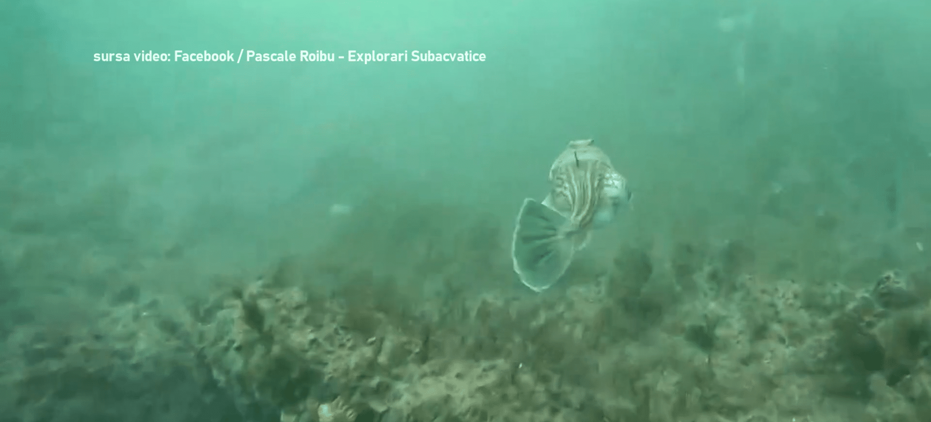 Imagini spectaculoase: întâlnire sub apă cu boul de mare, prădătorul electric