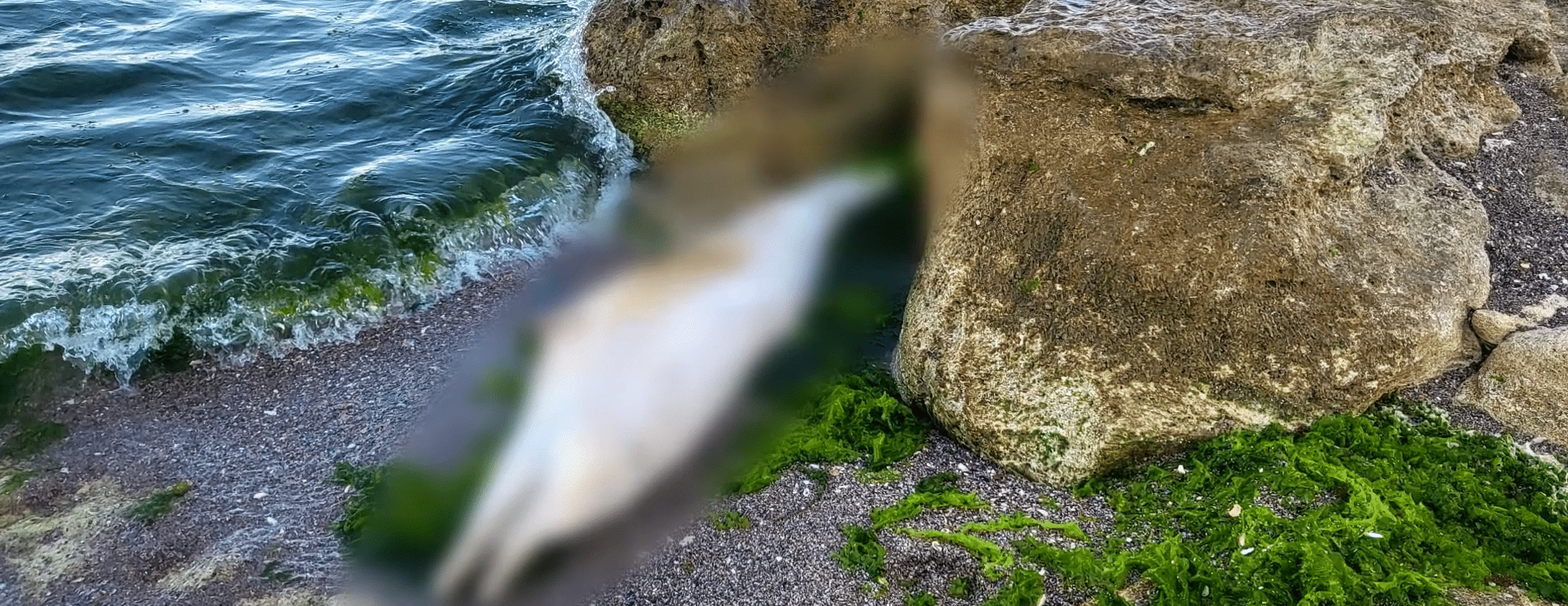 Tragedie pe litoral: val de delfini găsiți morți în ultimele zile