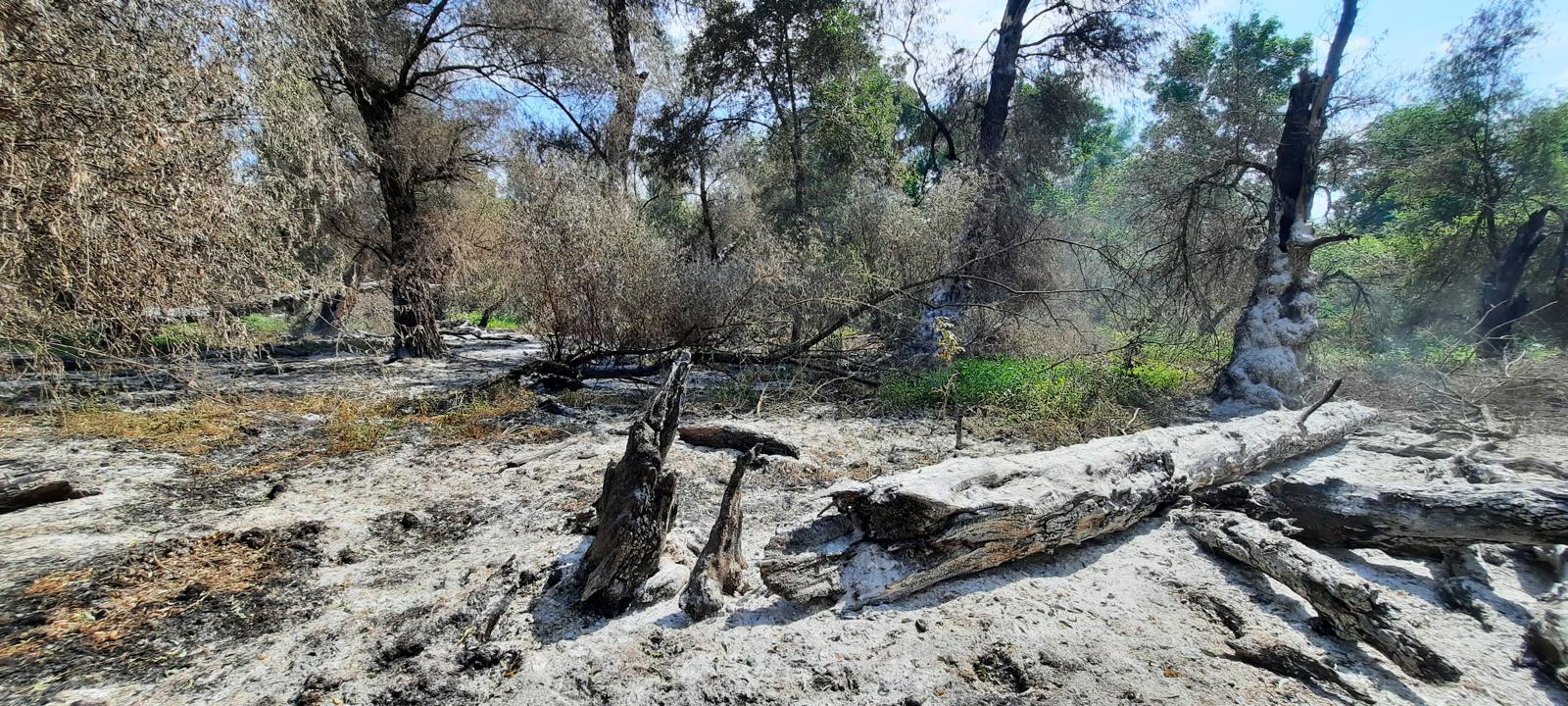 FOTO/VIDEO: Incendiu de vegetație uscată și fond forestier în zona Sireasa – Delta Dunării
