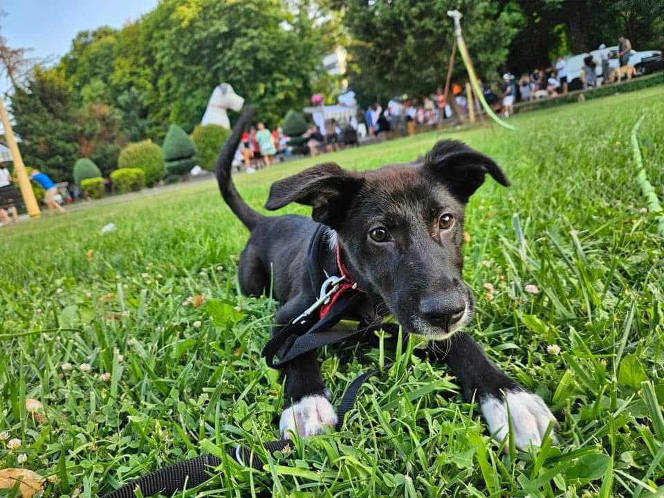 Continuă campania „Adoptă un cățel”. Cățeii din adăpostul din Constanța caută stăpâni responsabili și iubitori