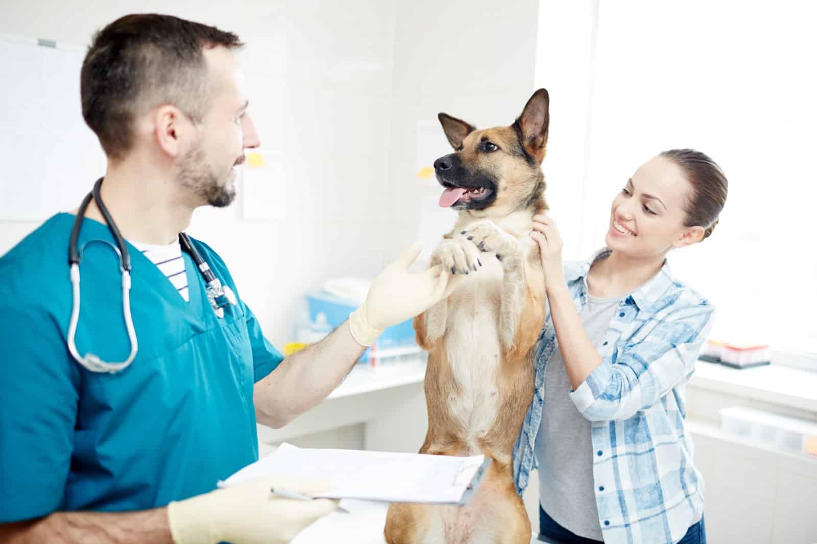 Vrei să adopți un câine? Vezi documentele necesare
