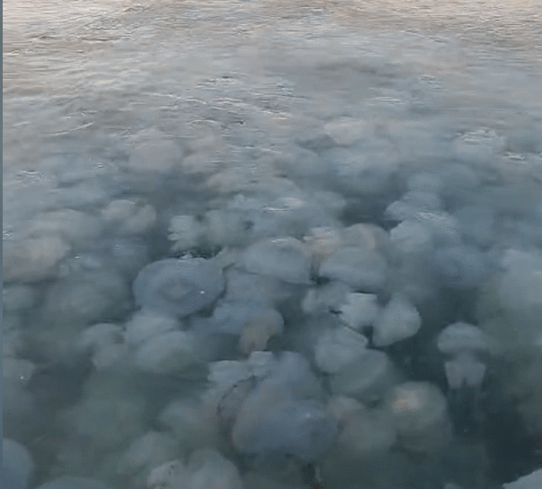 Invazie de meduze la Agigea: fenomen spectaculos în Marea Neagră