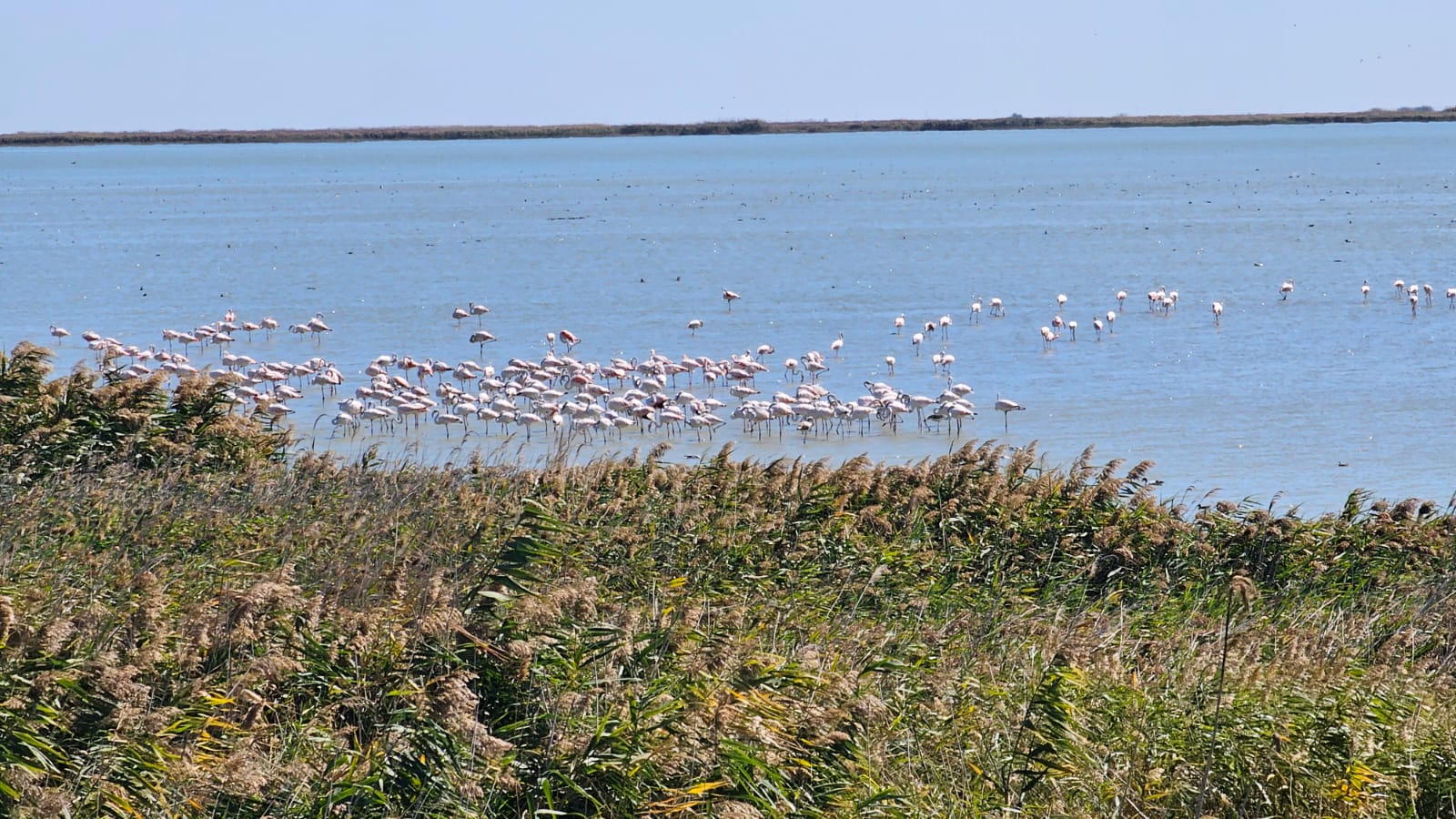 O mie de flamingo roz, pe Lacul Nuntași