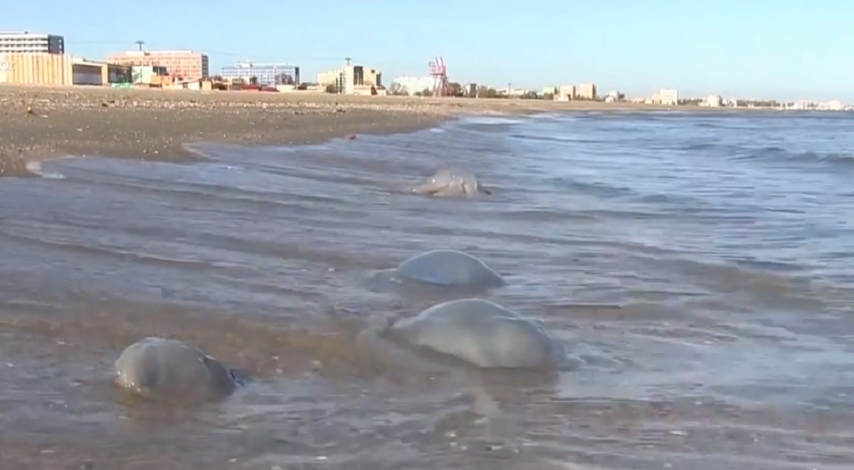 Plajele din Mamaia, acoperite de meduze uriașe. Cercetător la INCDM: “Nu sunt veninoase, dar pot provoca alergii”