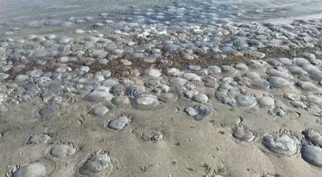 Plaja din Mamaia, acoperită de meduze uriașe