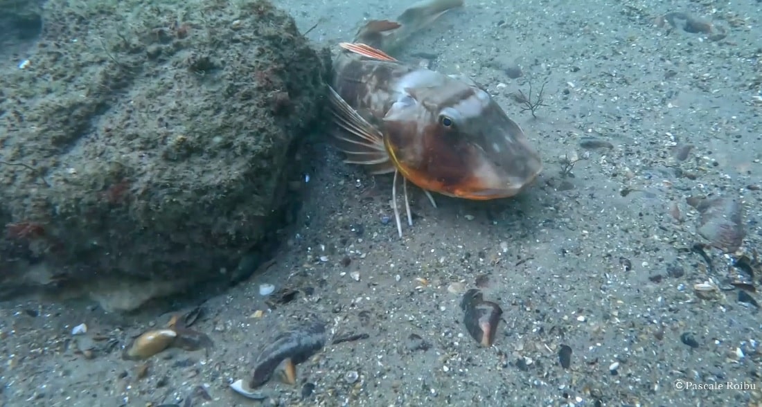 Întâlnire rară cu o rândunică de mare