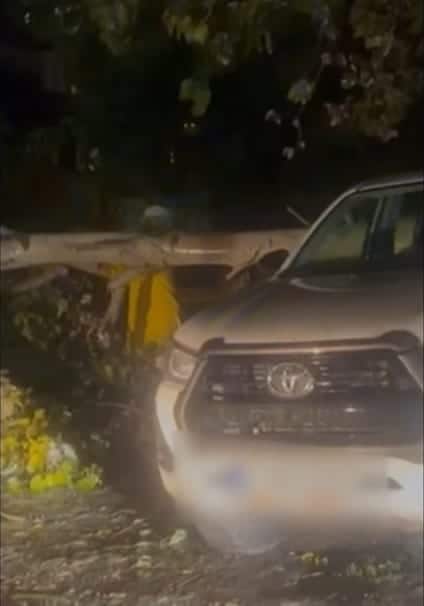 Copac căzut peste un autoturism, în municipiul Constanța
