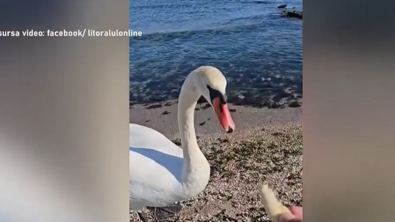 Imagini de poveste pe plaja din Eforie! Lebede surprinse în timp ce se plimbau printre oameni