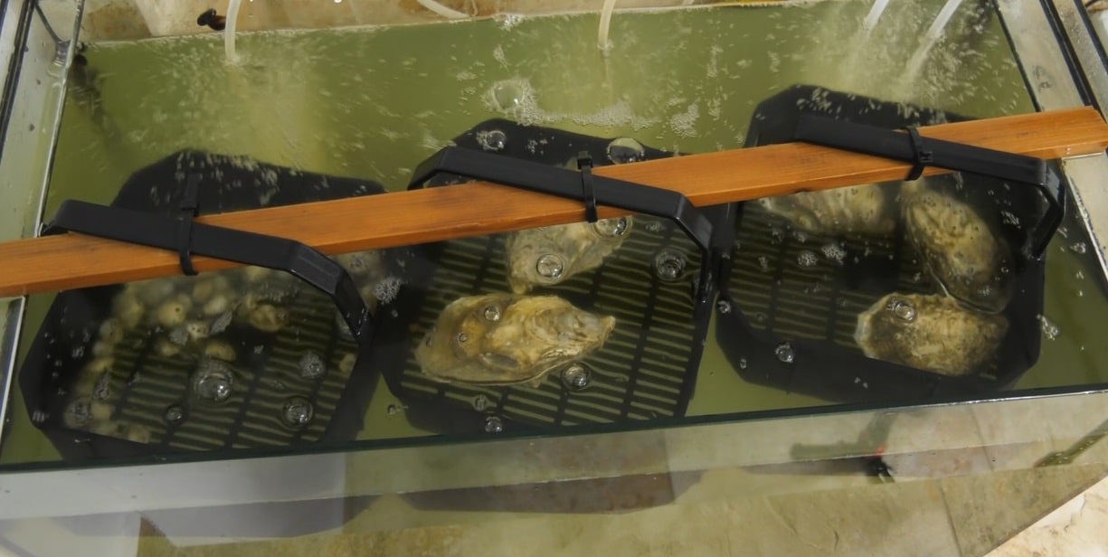 Marea Neagră are o nouă locatară de lux: stridia japoneză! S-au adaptat perfect, iar cercetătorii spun că sunt chiar mai bune decât cele din Mediterană