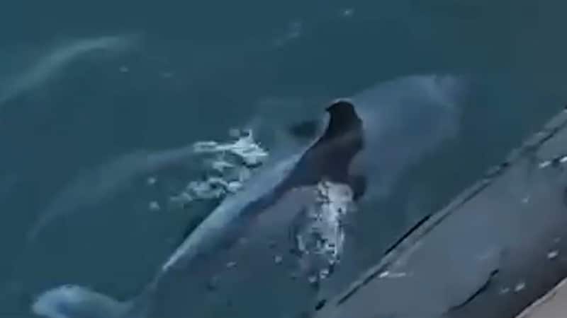 Imagini inedite în Portul Constanța! Un delfin a fost filmat înotând la doar câțiva centimetri de cheu