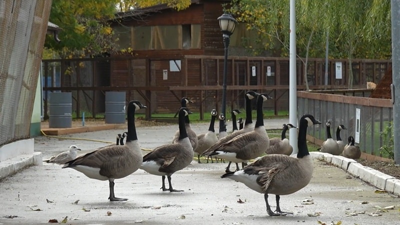 „Operațiunea iarna” la Microrezervația din Constanța: adăposturi consolidate și hrană suplimentară pentru animale