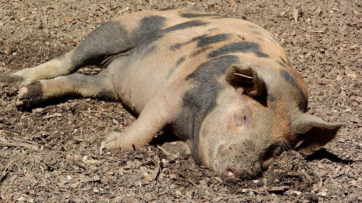 Focar de pestă porcină africană în Năvodari. Toate animalele au fost sacrificate, au fost instituite și zone de restricție
