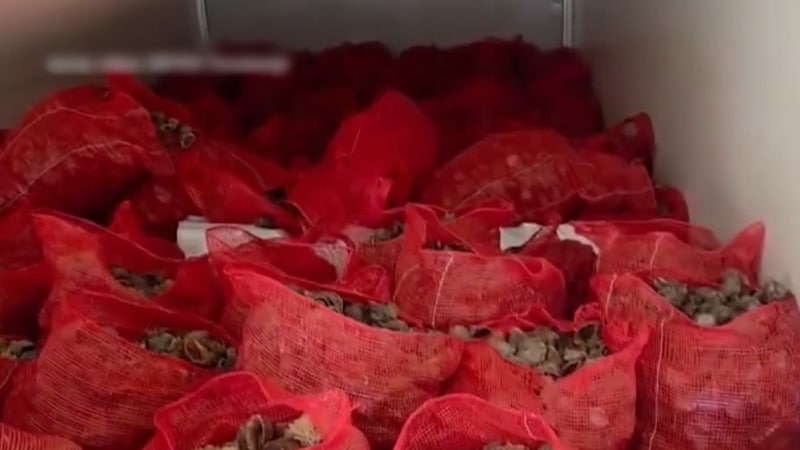 Captură ilegală de 781 de kilograme de rapane, oprită la Negru Vodă