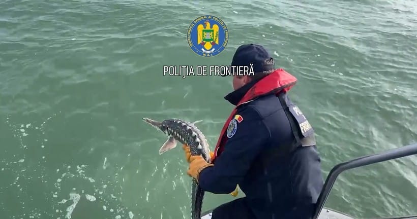Poliţiştii de frontieră au eliberat doi sturioni şi un delfin, care erau prinşi în plase de pescuit