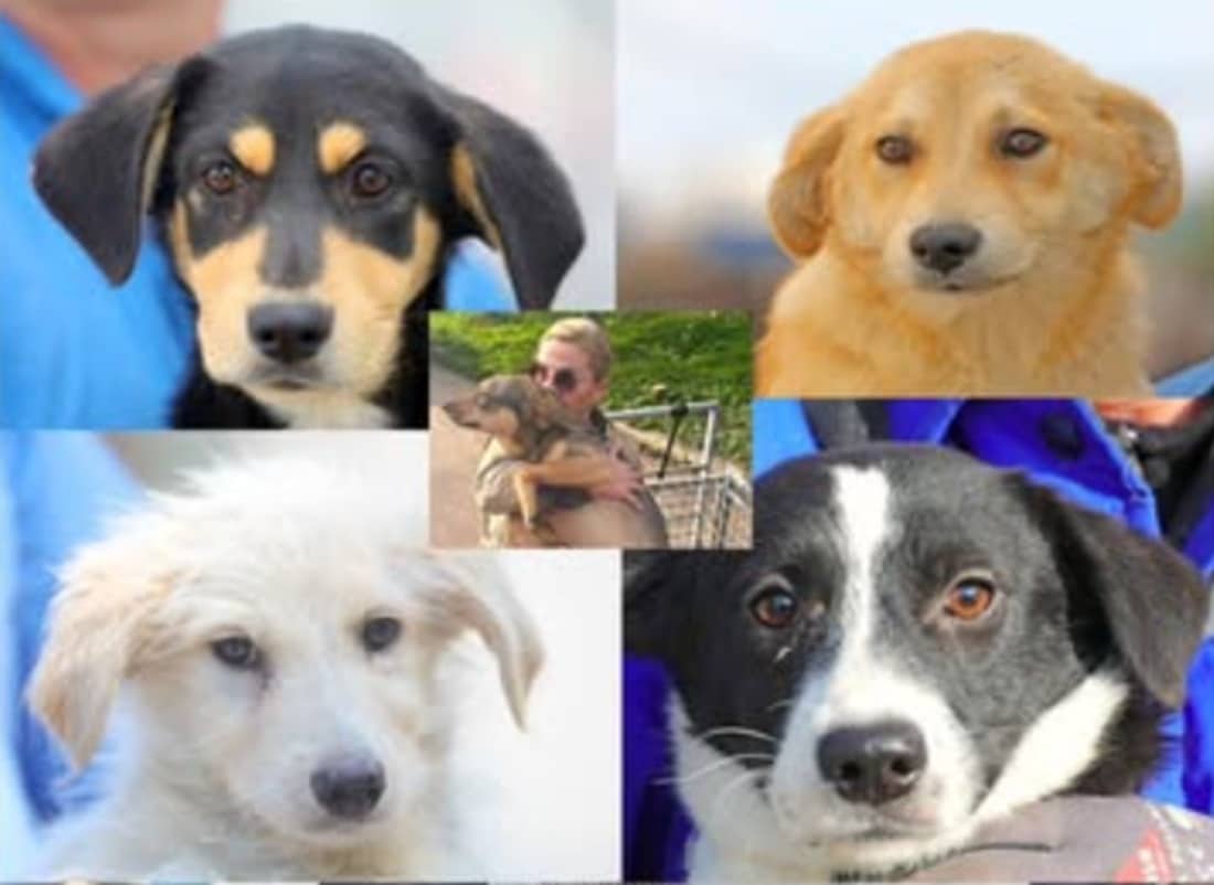 Apel către constănțenii cu suflet mare: „Adoptă un cățel!” Sute de suflete își așteaptă stăpânul 