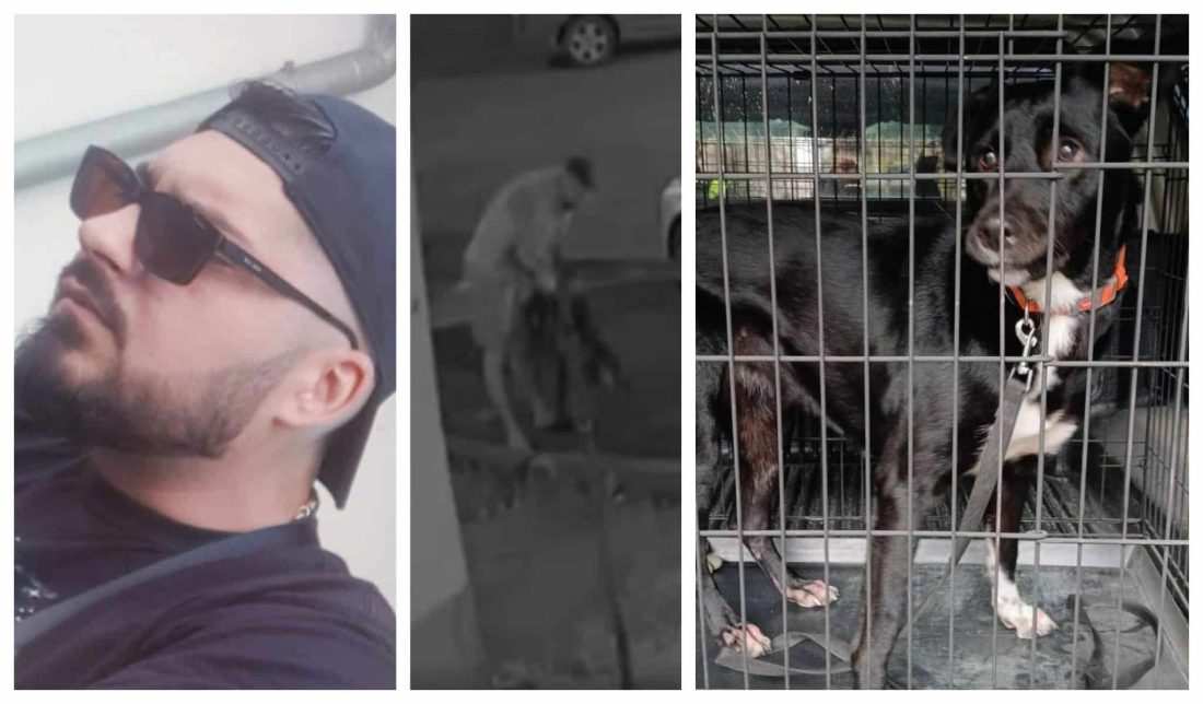 Individul care și-a bătut fără milă cățelușa a fost reținut de polițiști