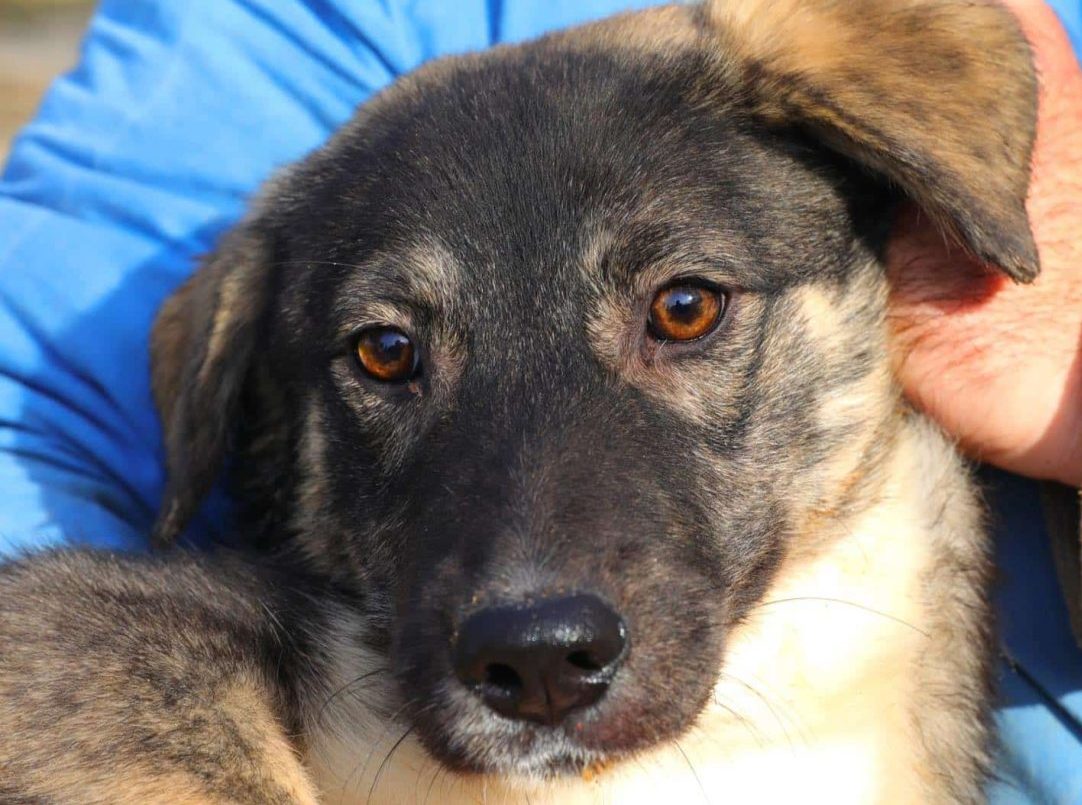 Apel către constănțeni! Lucky, cățelușa cu suflet pur, caută o familie care să o iubească