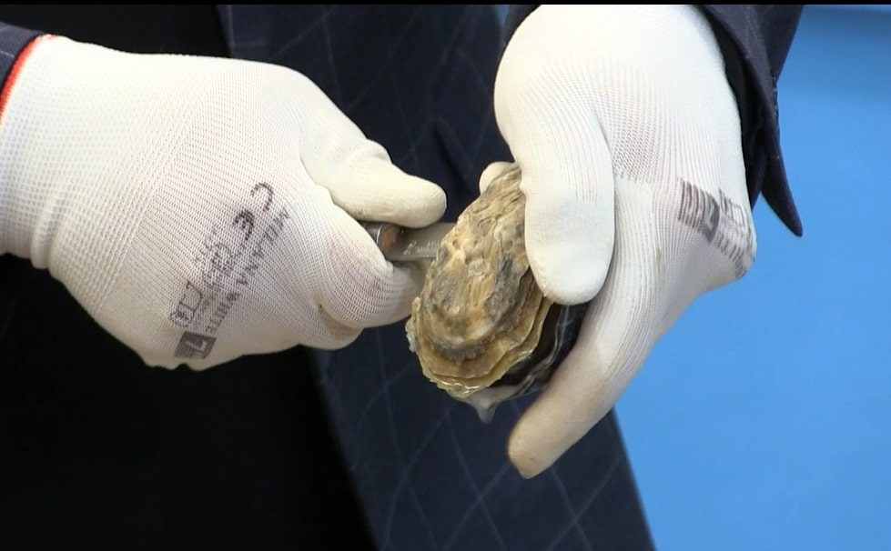 Stridia japoneză, noua vedetă a Mării Negre. După un an de teste, o specie considerată de lux în marile restaurante ale lumii a trecut cu succes proba adaptării
