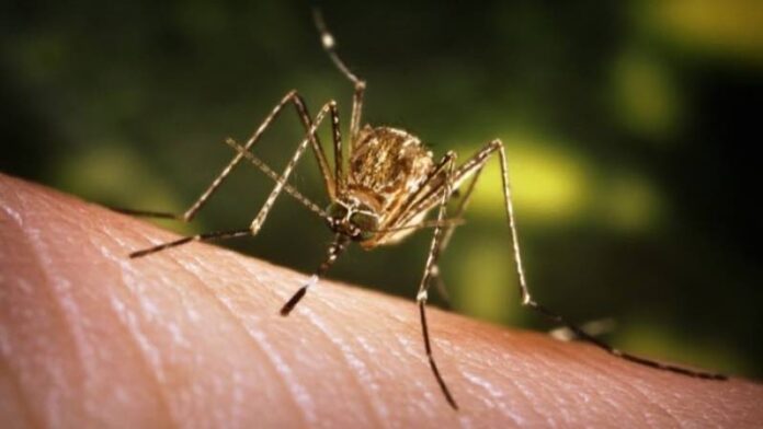 Primul caz de virus Chikungunya confirmat în România: ce trebuie să știm despre boală și prevenție