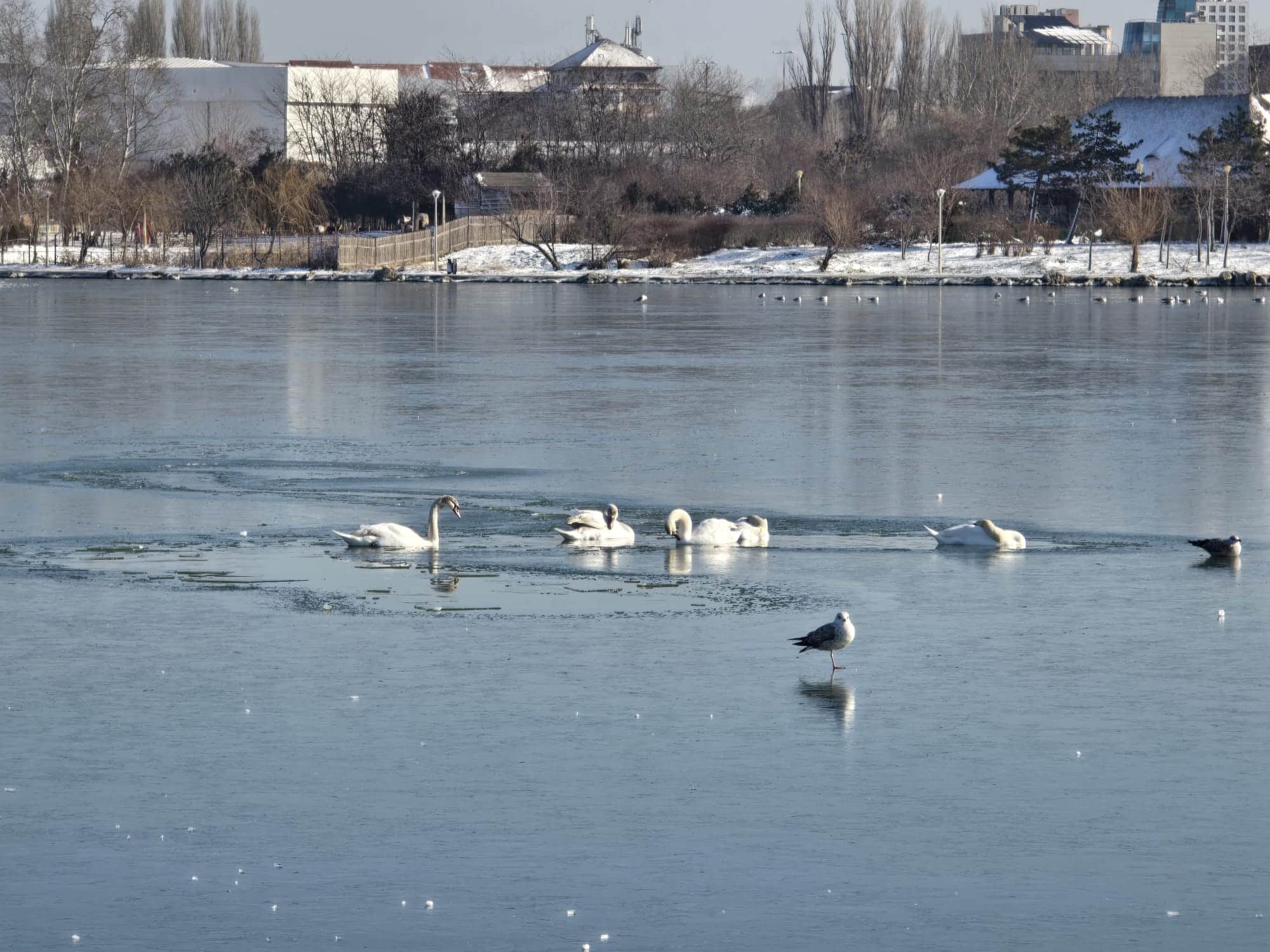 Lebede salvate de pompieri după ce au rămas blocate pe lacul Tăbăcărie