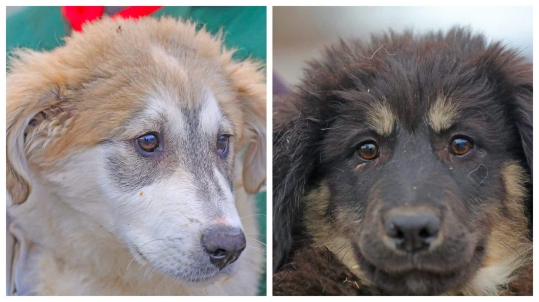 Dă o șansă la iubire unui cățel abandonat! Max și Bruno te așteaptă la adăpost