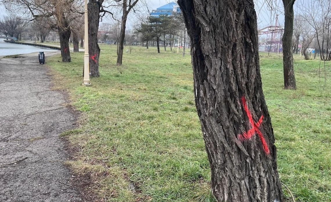 Zeci de copaci tăiați în Parcul Tăbăcăriei. Explicația Primăriei: Mare parte sunt arbori bătrâni, înclinați sau cu scorburi