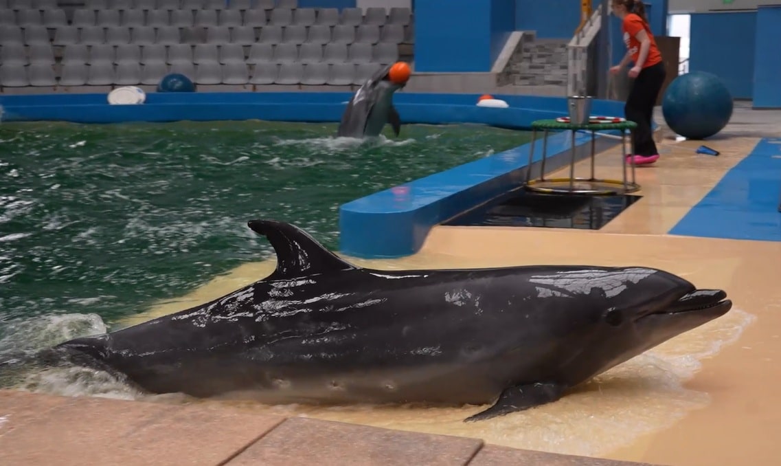 Viitor incert la delfinariul din Constanța. Negocierile cu parcul acvatic din Malta sunt blocate, delfinii anunțați nu mai vin