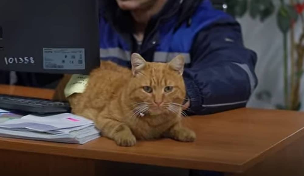 Garfield, motanul care a devenit „coechipier” la Polaris: prezent la fiecare misiune și iubit de comunitate