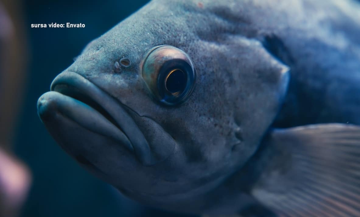 Apariție extrem de rară în apele Mării Negre. Un pește prădător din Asia a ajuns în plasele pescarilor și amenință ecosistemul marin din țara noastră