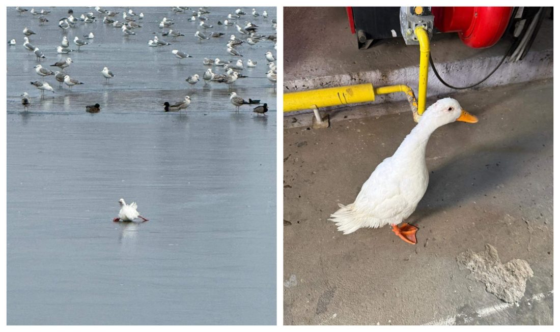 Intervenție emoționantă a pompierilor tulceni. Au salvat o familie de rațe, prinsă între bucăți de gheață pe Lacul Ciuperca