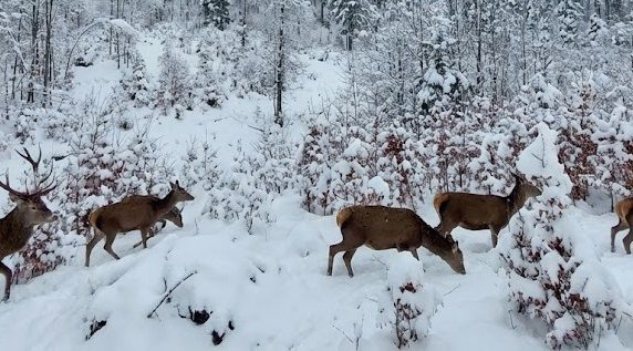 Imagini superbe cu animale sălbatice în păduri acoperite de zăpadă