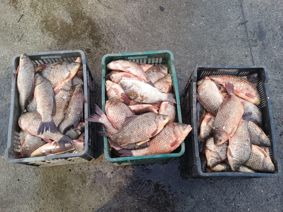 130 de kilograme de pește, fără acte, descoperite de jandarmi la Cernavodă
