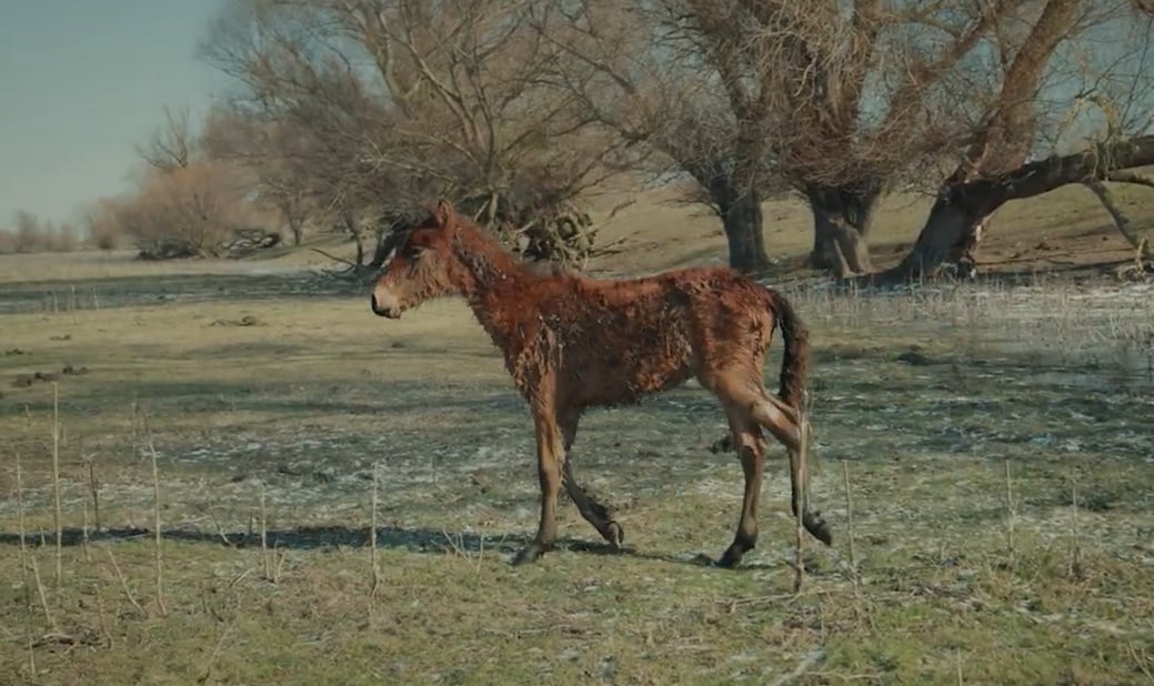 Cai scăpați de la moarte. Imaginile cu suferința animalelor au emoționat sute de români care au trimis ajutoare