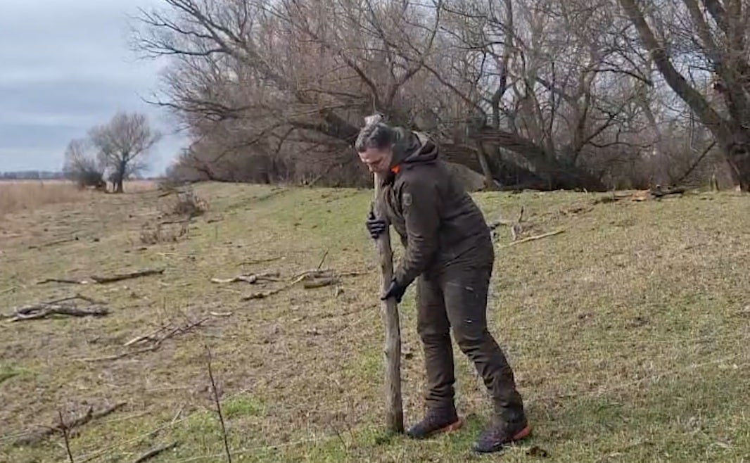 6,5 kilometri de garduri electrice ilegale, date jos în Delta Dunării. Caii sălbatici revin pe pășune