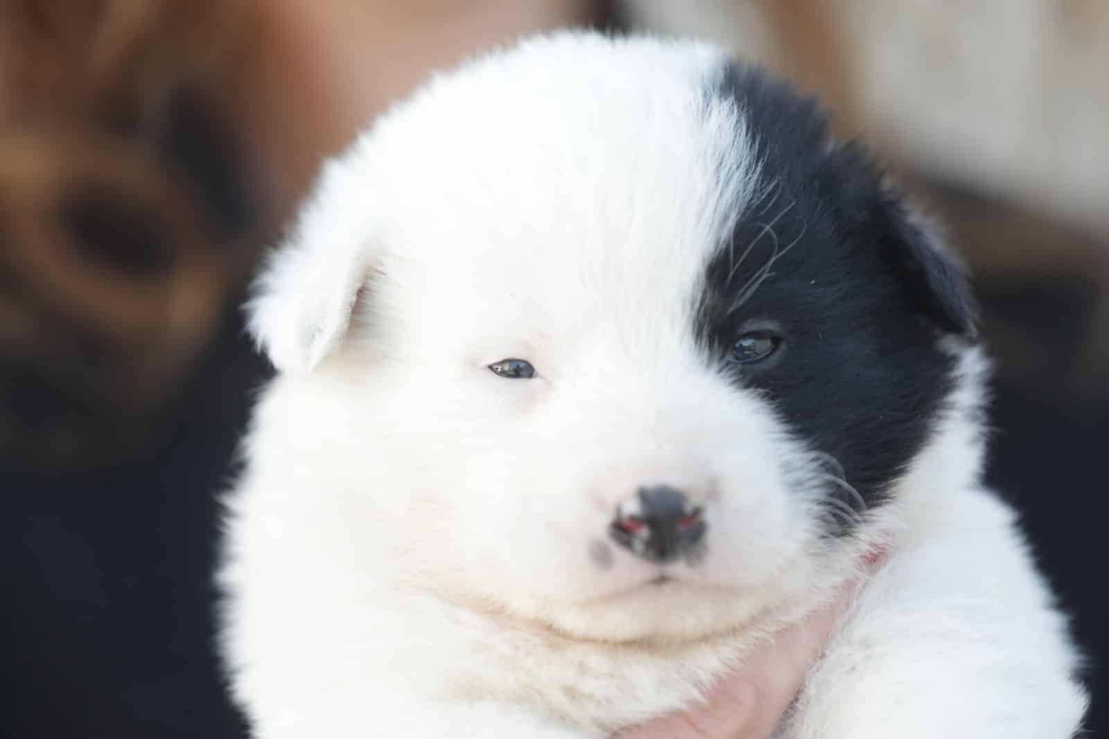 Oferă o a doua șansă! Patru căței adorabili te așteaptă să îi adopți la Constanța
