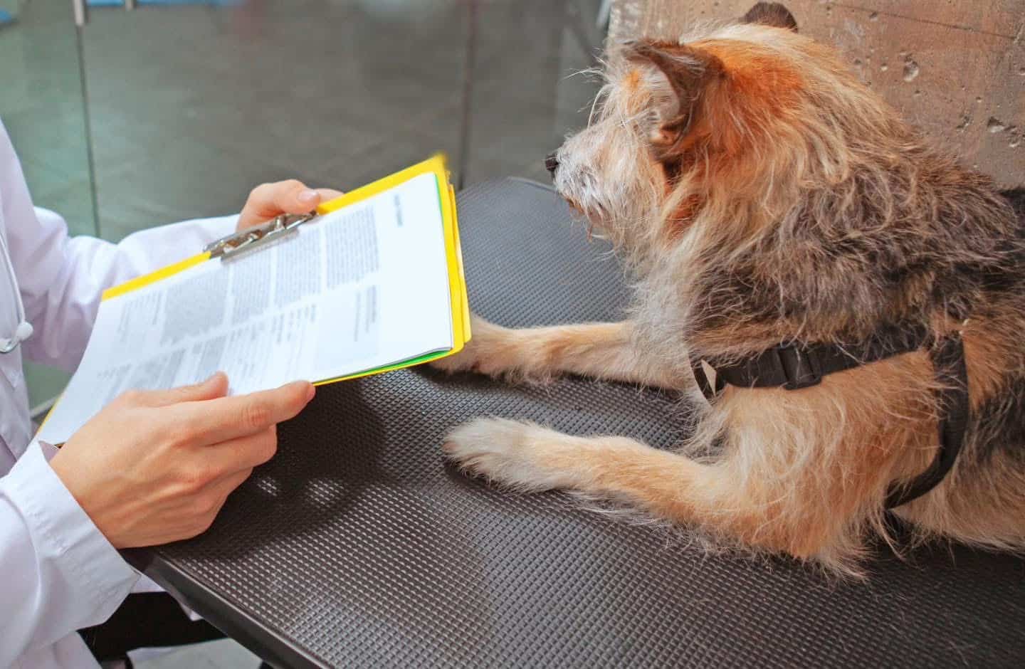 Adopția sau revendicarea câinilor din Adăpostul Public pentru Animale Abandonate Constanța – acte necesare