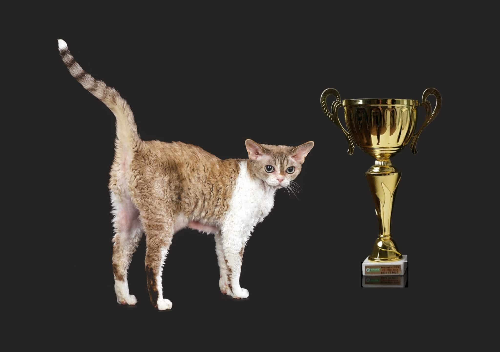 Pisici din România și Europa au strălucit la „Oscarul lumii feline”